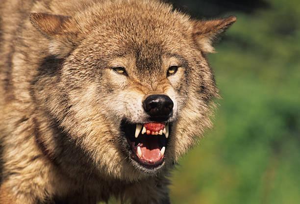 angry wolf snarling teeth showing false teachers Christianity true false